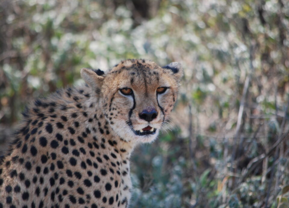 Ghepardo in Tanzania